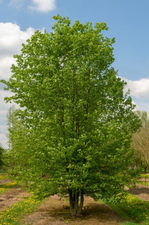 Carpinus betulus, habr obecný, vícekmen, 300-350